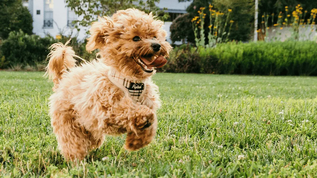 THE BENEFITS OF REGULAR DOG EXERCISE