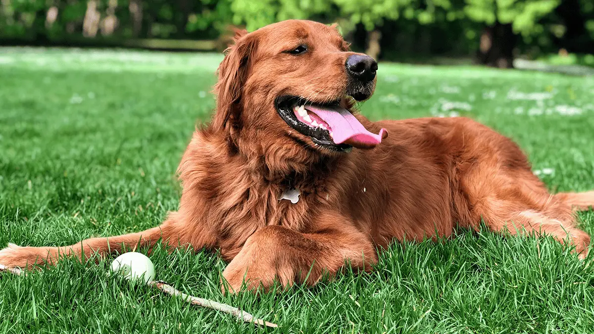 UNDERSTANDING YOUR DOG’S BODY LANGUAGE